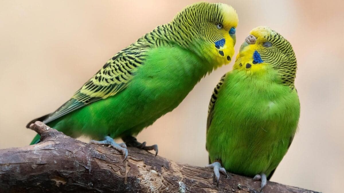 Calor letal en los trópicos: el cambio climático está diezmando a las aves sin darles respiro