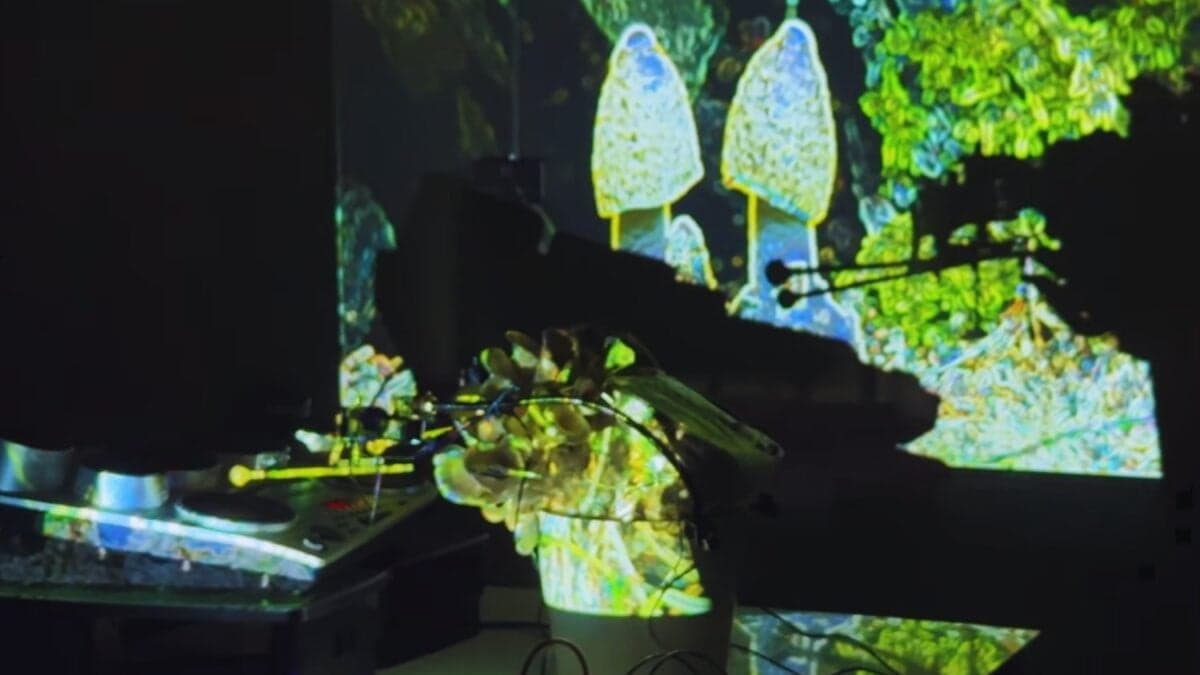 Cuando los hongos se convierten en sintetizadores. El dúo británico que transforma la electricidad vegetal en música electrónica