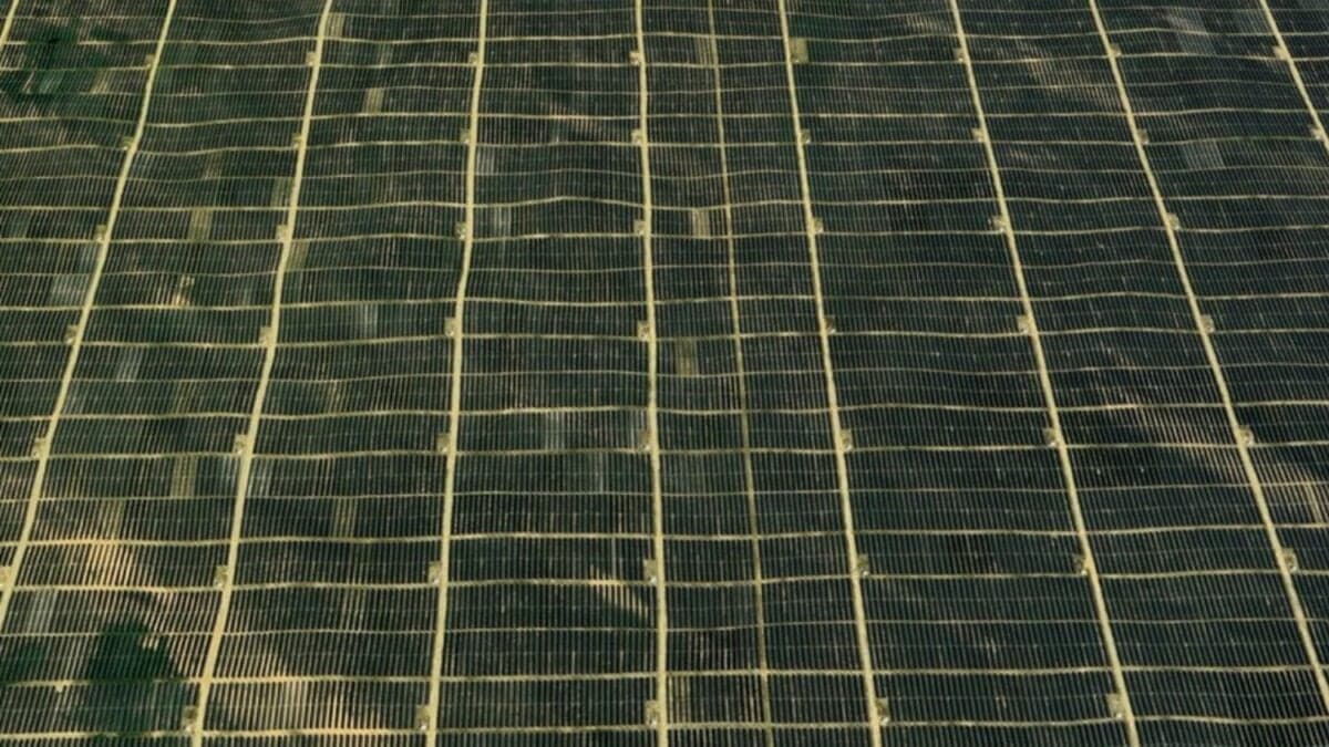 El desierto chino que reverdece gracias a siete millones de paneles solares y miles de ovejas