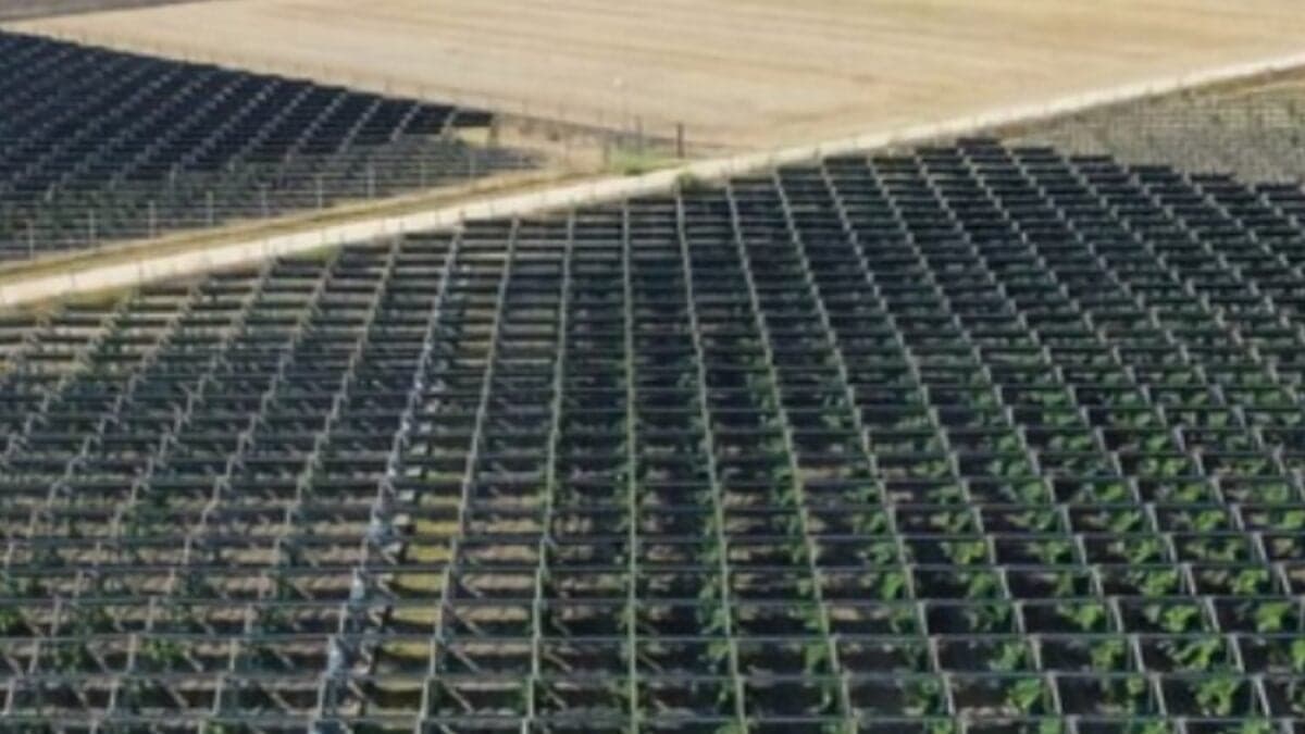 Cómo los paneles solares italianos están revolucionando el vino de Puglia