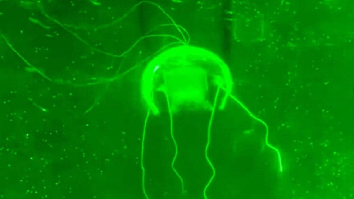 Una sombra se mueve bajo el mar. La medusa biónica de China inaugura una nueva era en el espionaje submarino