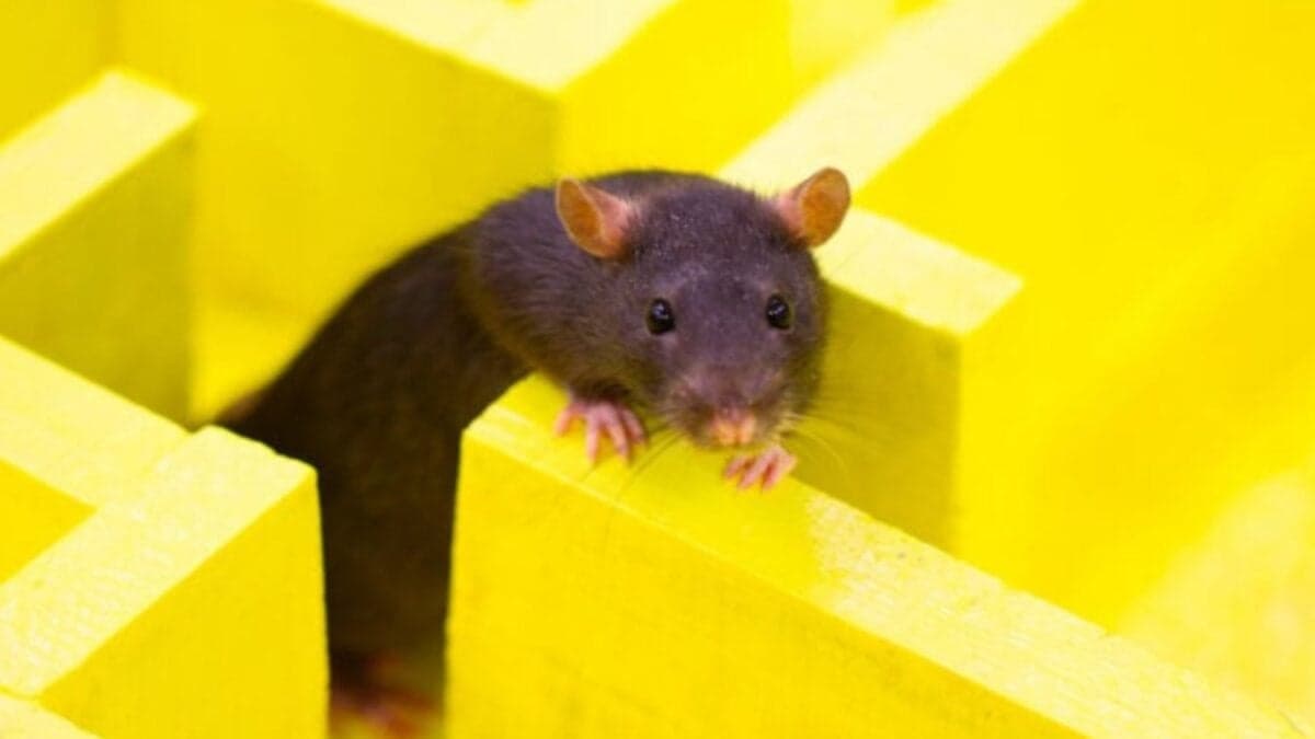 El navegador de ChatGPT parece evitar los links del New York Times como una rata que se electrocutó