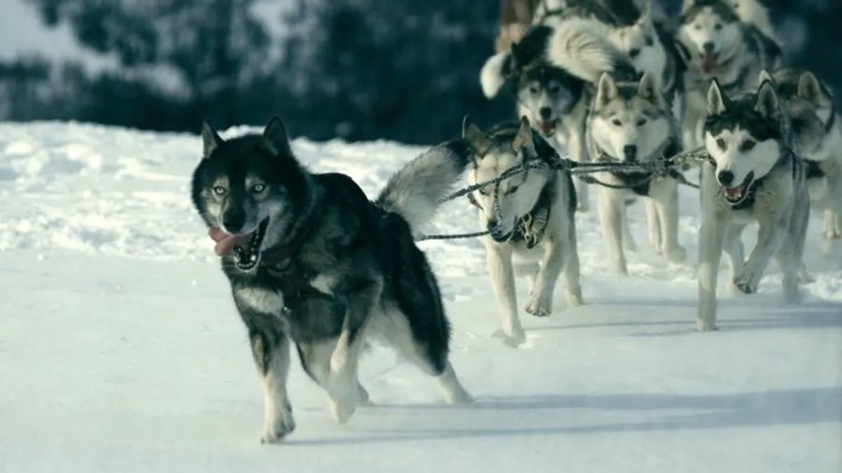 Cuál es la trama de Togo, la película sobre el perro de trineos que sorprendió al mundo y ahora llegó a Netflix