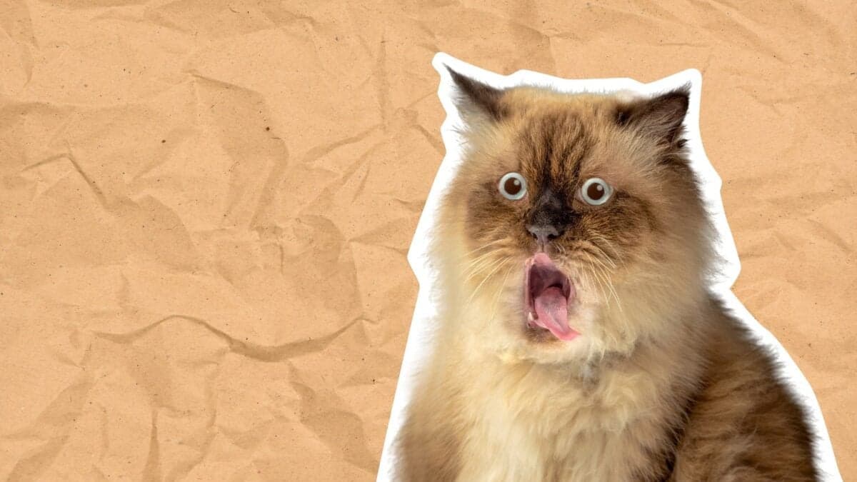 La nueva función de Google Fotos te permite crear un meme a partir de tus propias fotografías utilizando IA. Y lo más sorprendente de todo es que es completamente gratis