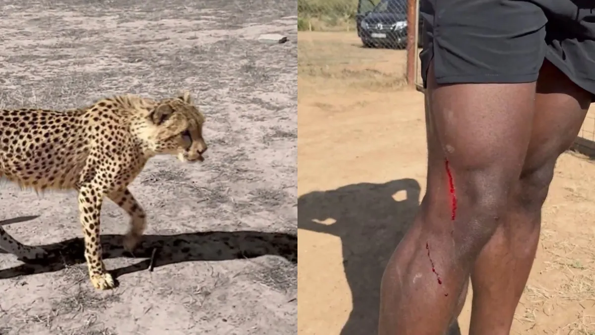 Tremendo susto: un reconocido streamer quiso hacer un desafío en redes y fue atacado por un guepardo