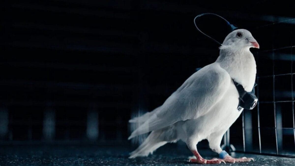 Una startup rusa hackea los cerebros de las palomas y las convierte en drones vivientes