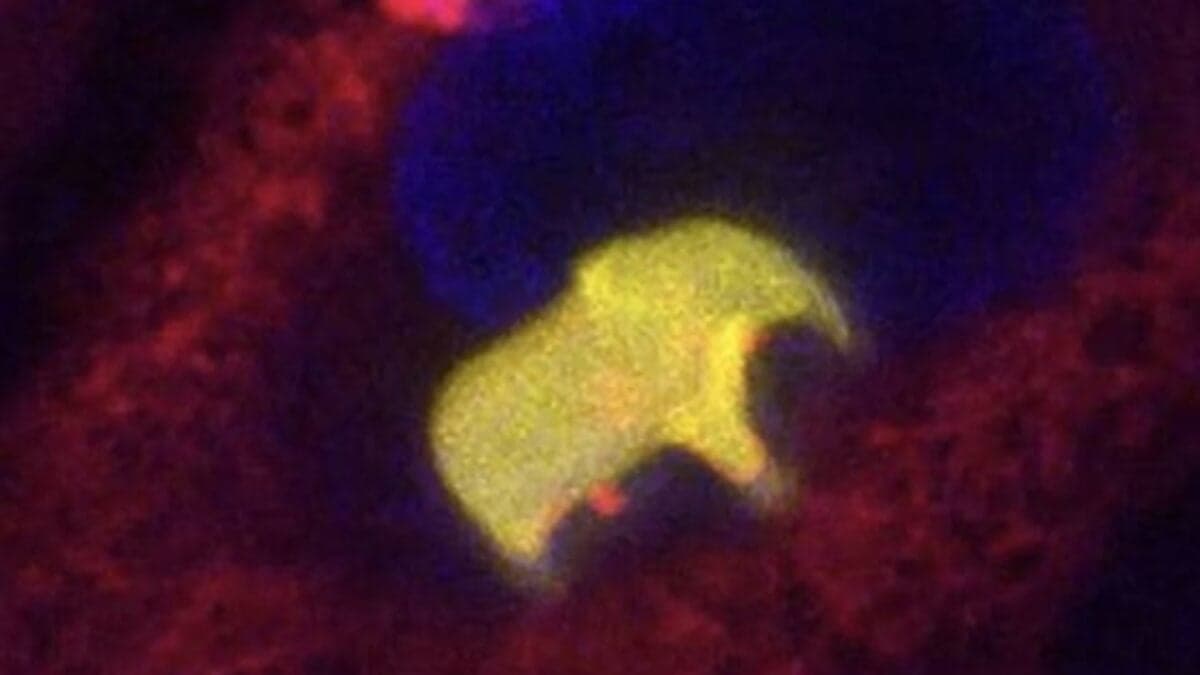 Logran imprimir un elefante 3D dentro de una célula viva y demuestran que ya podemos construir estructuras sólidas en el interior de la vida