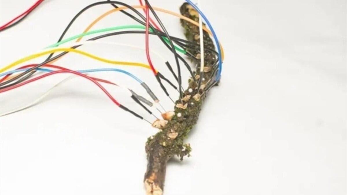 La computación del futuro podría no fabricarse en una oblea de silicio, sino crecer como un organismo vivo