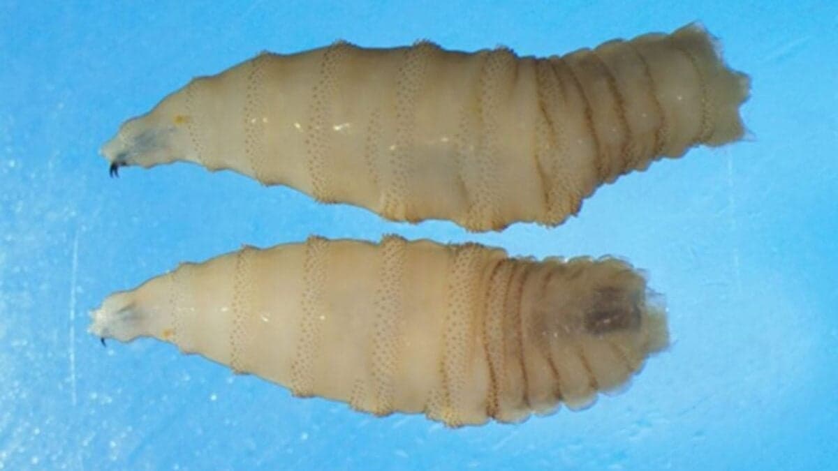 Detectan un gusano barrenador en viajero estadounidense y se encienden las alarmas