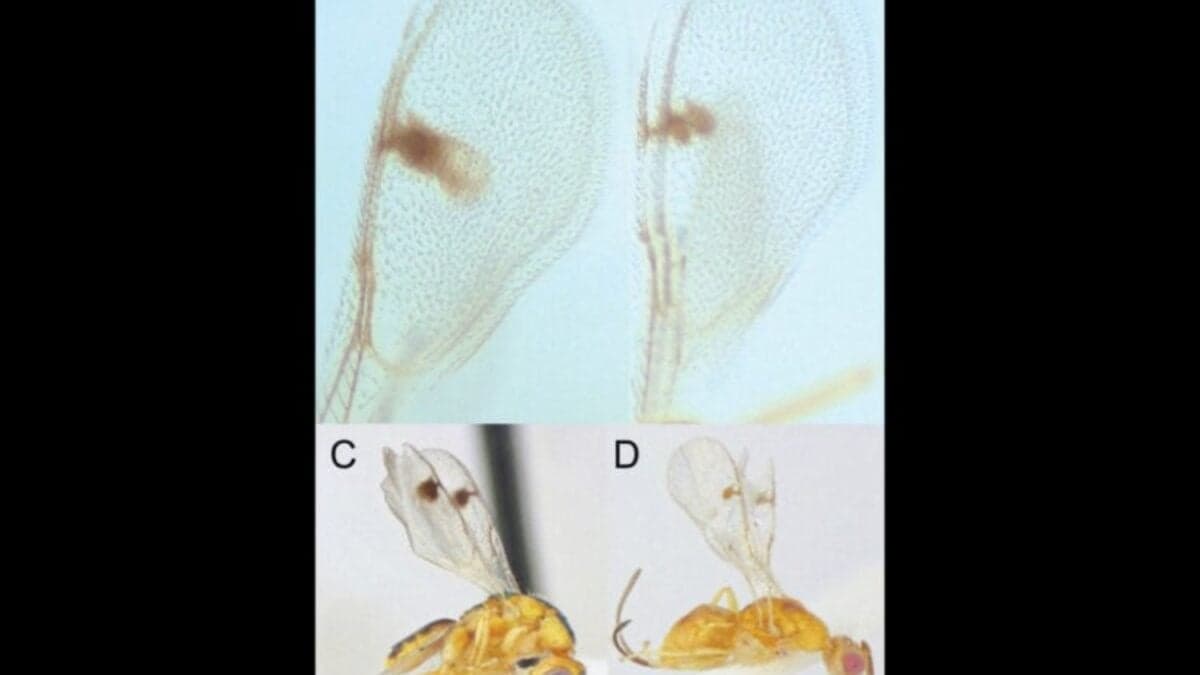 Invasión de avispas parasitoides en EE.UU. ¿Cómo llegaron desde Europa?